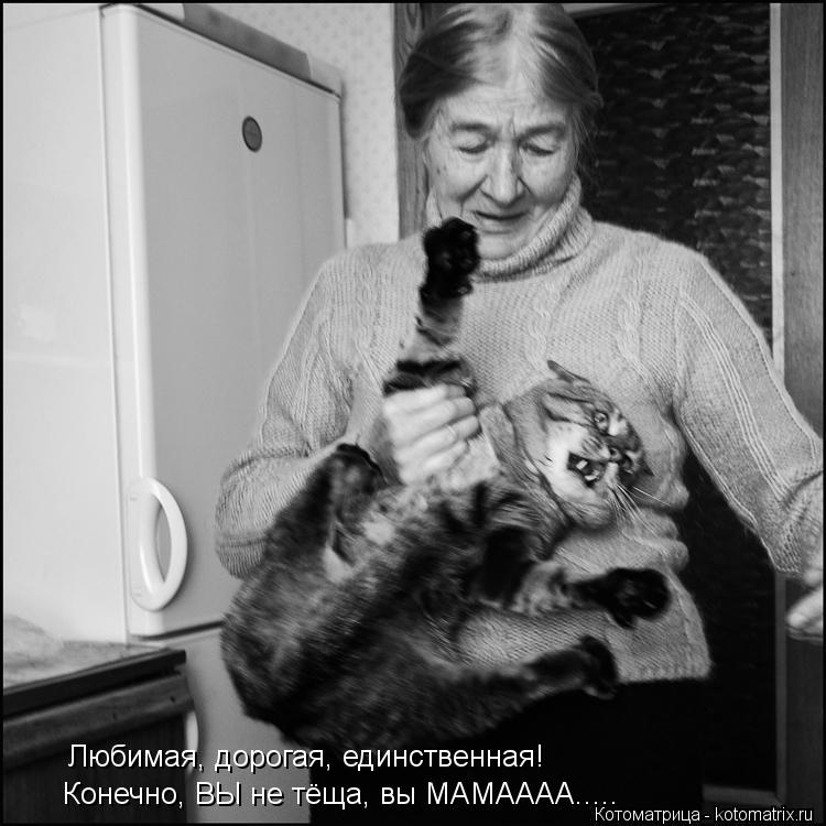 Котоматрица: Любимая, дорогая, единственная!  Конечно, ВЫ не тёща, вы МАМАААА.....