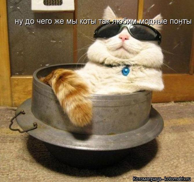 ну до чего же мы коты так любим модные понты... Котоматрица: ну до чего же мы коты так любим модные понты