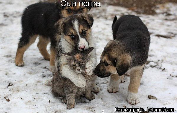Котоматрица: Сын полка