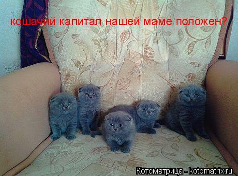Котоматрица: кошачий капитал нашей маме положен?