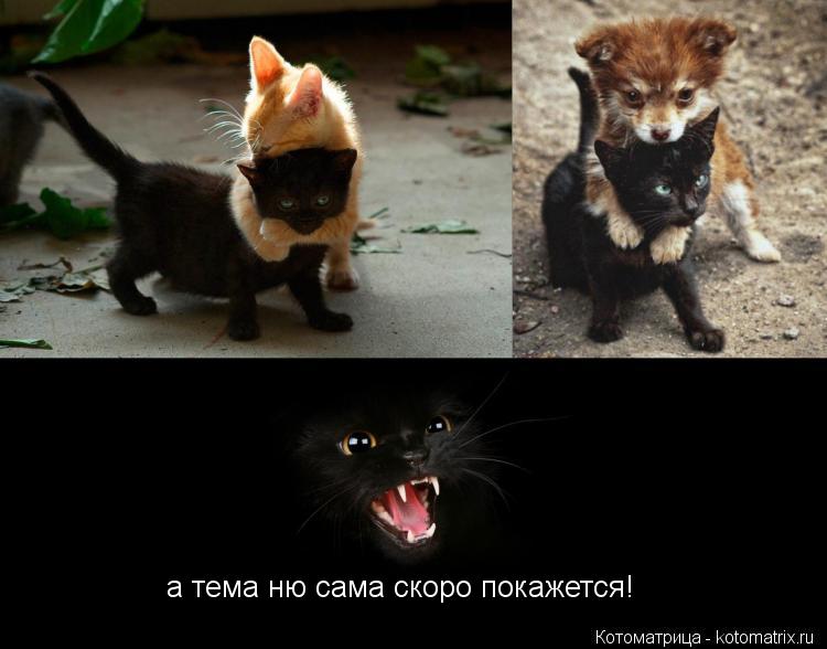 Котоматрица: а тема ню сама скоро покажется!