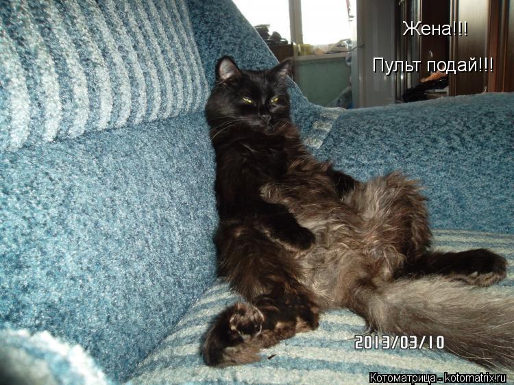 Жена!!! Пульт подай!!!... Котоматрица: Жена!!! Пульт подай!!!