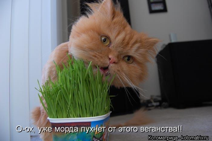 О-ох, уже морда пухнет от этого веганства!!... Котоматрица: О-ох, уже морда пухнет от этого веганства!!
