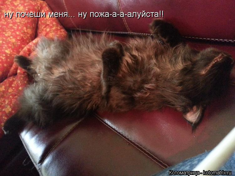 ну почеши меня... ну пожа-а-а-алуйста!!... Котоматрица: ну почеши меня... ну пожа-а-а-алуйста!!