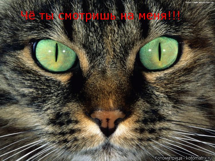 Котоматрица: Чё ты смотришь на меня!!!