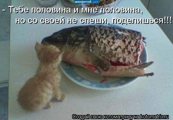 - Тебе половина и мне половина, но со своей не спеши, поделишься!!!... Котоматрица: - Тебе половина и мне половина, но со своей не спеши, поделишься!!!