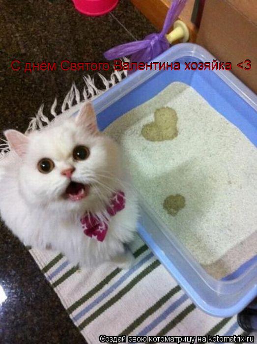 Котоматрица: С днём Святого Валентина хозяйка <3 С днём Святого Валентина хозяйка <3 С днём Святого Валентина хозяйка <3 С днём Святого Валентина хозяйка <3