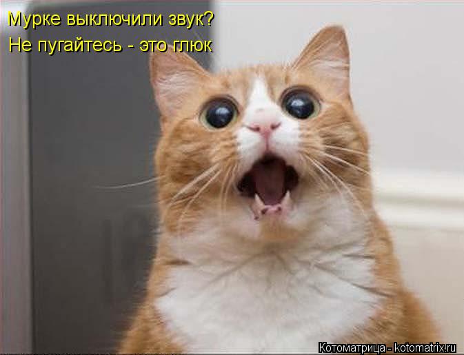 Мурке выключили звук? Не пугайтесь - это глюк... Котоматрица: Мурке выключили звук? Не пугайтесь - это глюк