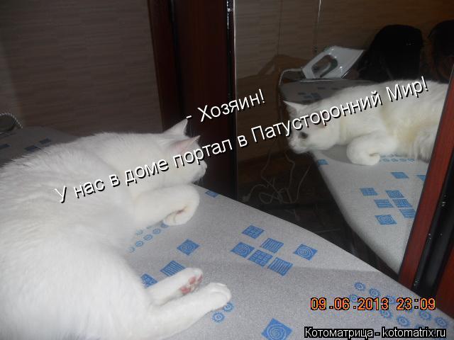 Хозяин! У нас в доме портал в Патусторонний Мир! -... Котоматрица: Хозяин! У нас в доме портал в Патусторонний Мир! -