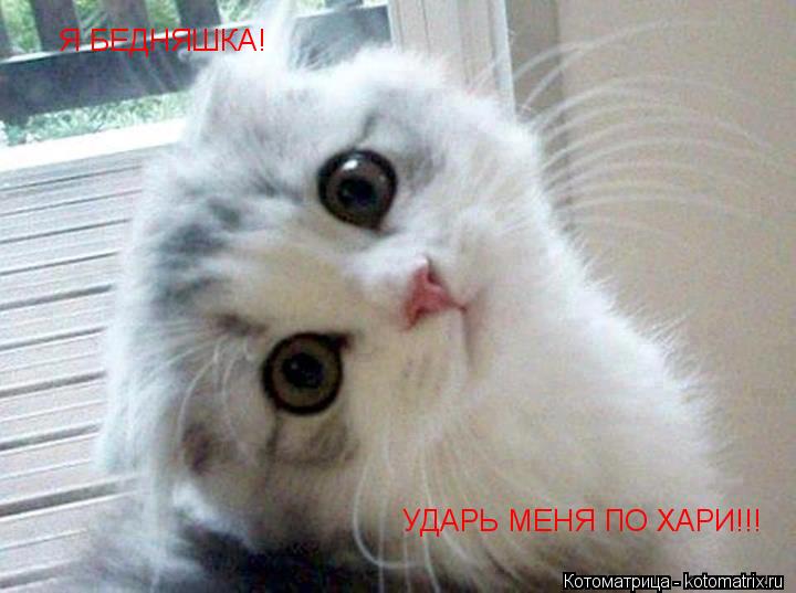 Я БЕДНЯШКА! УДАРЬ МЕНЯ ПО ХАРИ!!!... Котоматрица: Я БЕДНЯШКА! УДАРЬ МЕНЯ ПО ХАРИ!!!