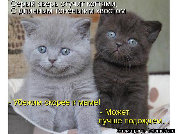 Котоматрица: Серый зверь стучит когтями,  С длинным тоненьким хвостом - Убежим скорее к маме! - Может, лучше подождем...