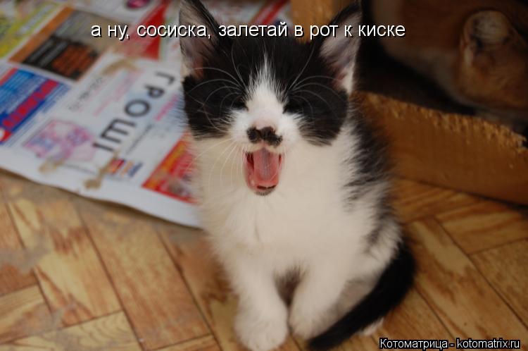 а ну, сосиска, залетай в рот к киске... Котоматрица: а ну, сосиска, залетай в рот к киске