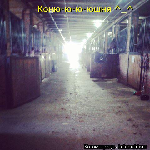 Котоматрица: Коню-ю-ю-юшня ^_^