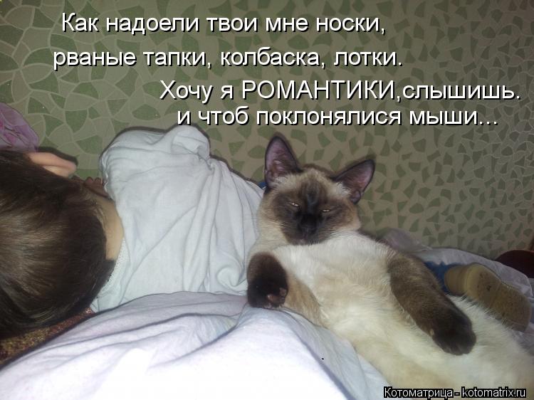 Котоматрица: Как надоели твои мне носки, рваные тапки, колбаска, лотки. Хочу я РОМАНТИКИ,слышишь. и чтоб поклонялися мыши...