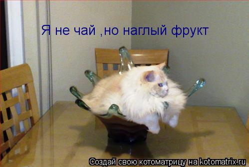 Я не чай ,но наглый фрукт... Котоматрица: Я не чай ,но наглый фрукт