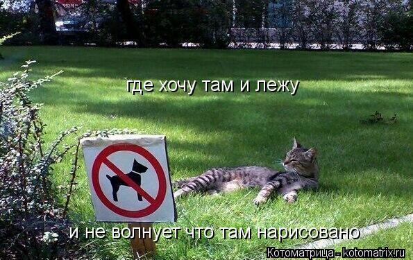 Котоматрица: где хочу там и лежу и не волнует что там нарисовано