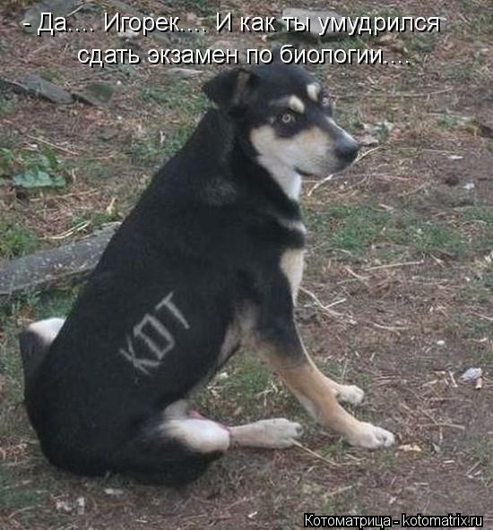 - Да.... Игорек.... И как ты умудрился сдать экзамен по биологии....... Котоматрица: - Да.... Игорек.... И как ты умудрился сдать экзамен по биологии....