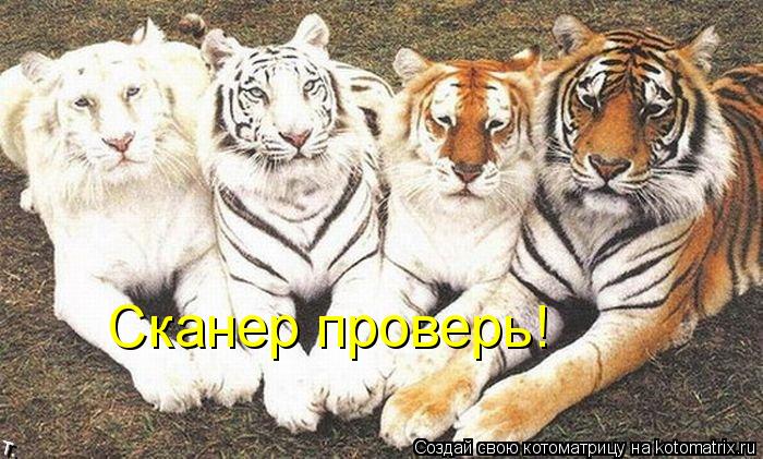 Котоматрица: Сканер проверь!