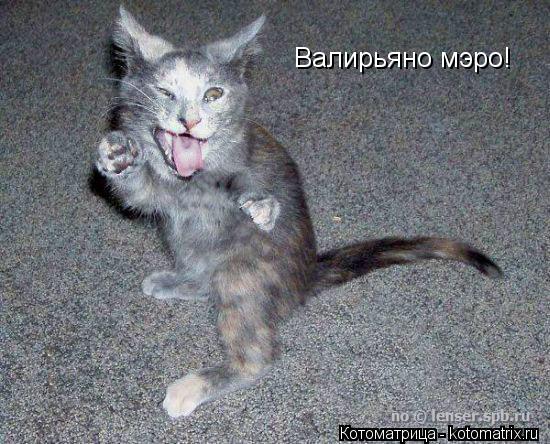 Валирьяно мэро!... Котоматрица: Валирьяно мэро!