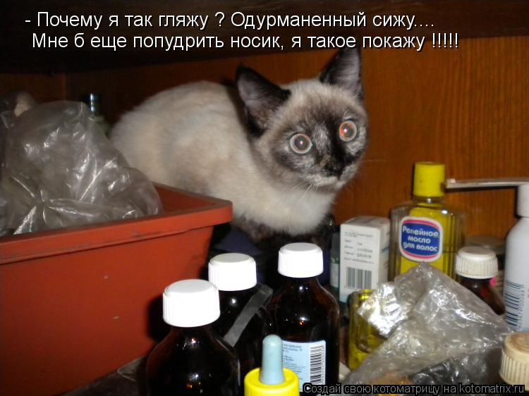 Котоматрица: - Почему я так гляжу ? Одурманенный сижу.... Мне б еще попудрить носик, я такое покажу !!!!!