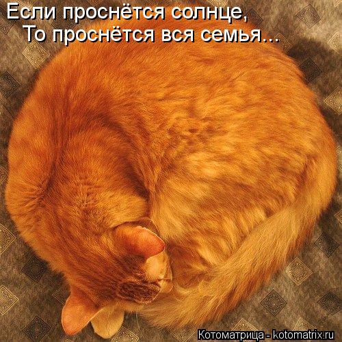 Если проснётся солнце, То проснётся вся семья...... Котоматрица: Если проснётся солнце, То проснётся вся семья...