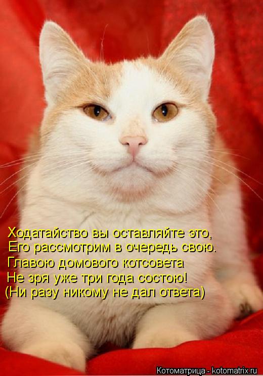 Котоматрица: Ходатайство вы оставляйте это, Его рассмотрим в очередь свою. Главою домового котсовета Не зря уже три года состою! (Ни разу никому не дал от
