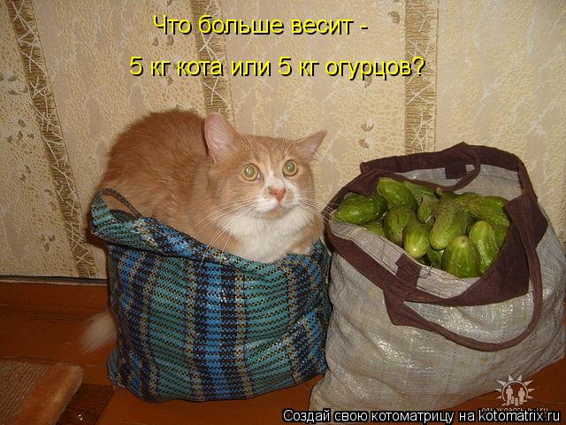 Котоматрица: Что больше весит - 5 кг кота или 5 кг огурцов?