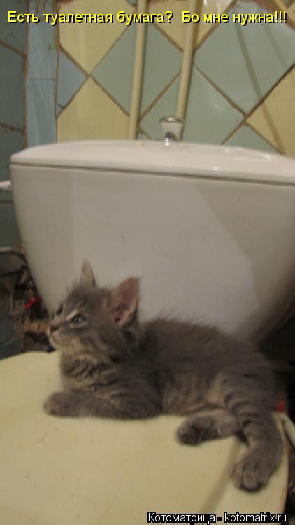 Есть туалетная бумага? Бо мне нужна!!!... Котоматрица: Есть туалетная бумага? Бо мне нужна!!!