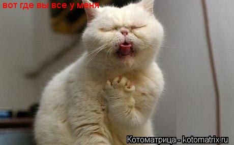вот где вы все у меня... Котоматрица: вот где вы все у меня