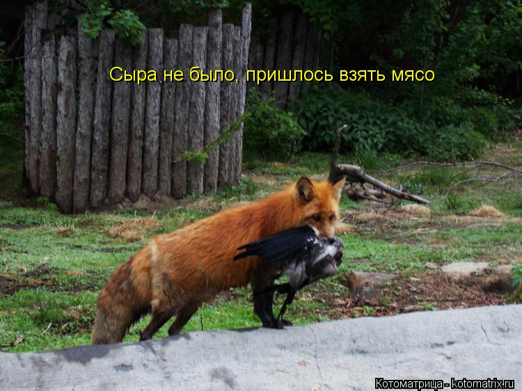 Котоматрица: Сыра не было, пришлось взять мясо