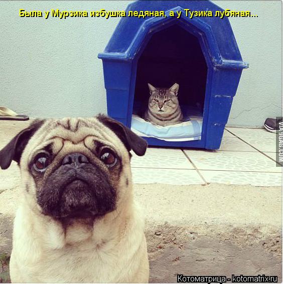 Котоматрица: Была у Мурзика избушка ледяная, а у Тузика лубяная...