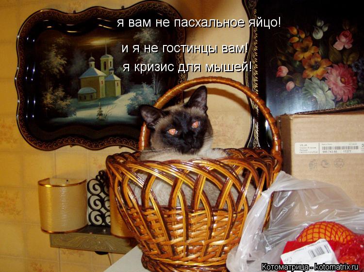 я вам не пасхальное яйцо! и я не гостинцы вам! я кризис для мышей!... Котоматрица: я вам не пасхальное яйцо! и я не гостинцы вам! я кризис для мышей!