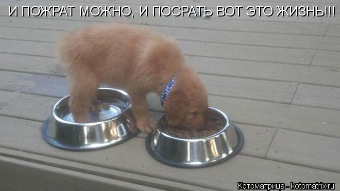 И ПОЖРАТ МОЖНО, И ПОСРАТЬ ВОТ ЭТО ЖИЗНЬ!!!... Котоматрица: И ПОЖРАТ МОЖНО, И ПОСРАТЬ ВОТ ЭТО ЖИЗНЬ!!!