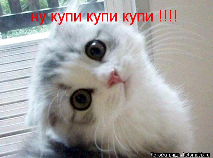 ну купи купи купи !!!!... Котоматрица: ну купи купи купи !!!!