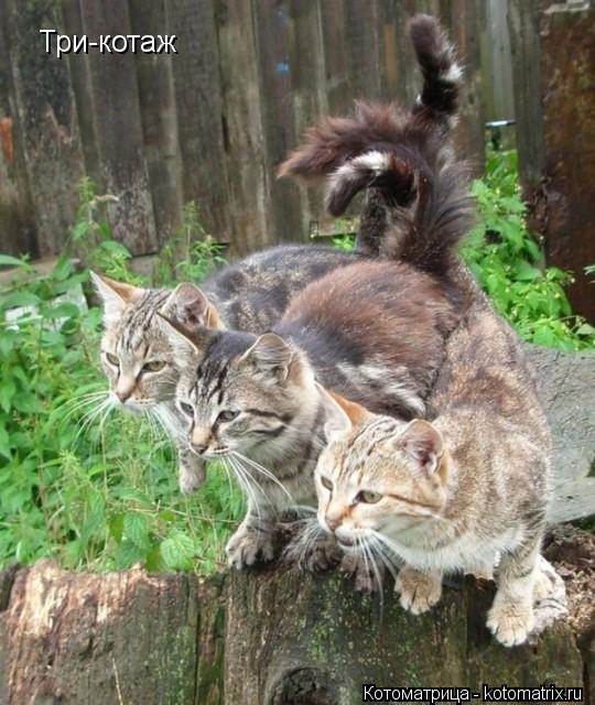Три-котаж... Котоматрица: Три-котаж