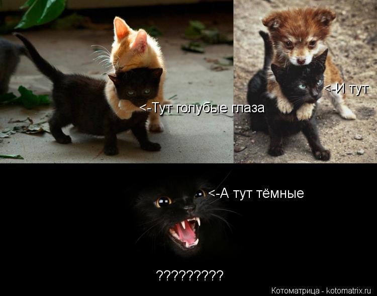 Котоматрица: <-Тут голубые глаза <-И тут  <-А тут тёмные ?????????