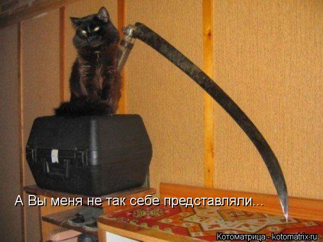 А Вы меня не так себе представляли...... Котоматрица: А Вы меня не так себе представляли...
