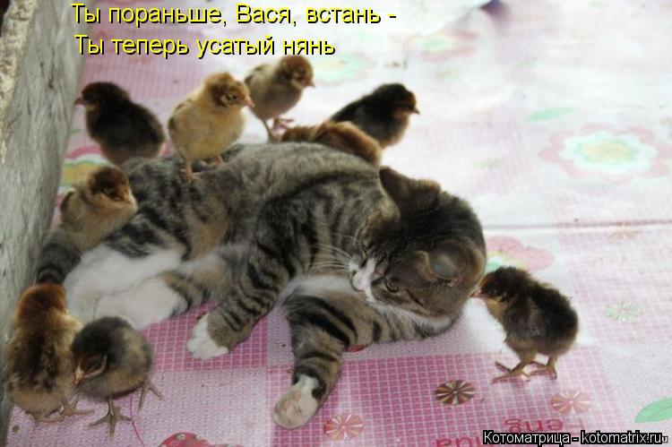 Ты пораньше, Вася, встань - Ты теперь усатый нянь... Котоматрица: Ты пораньше, Вася, встань - Ты теперь усатый нянь