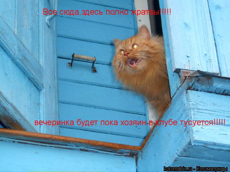 Все сюда,здесь полно жратвы!!!!! вечеринка будет пока хозяин в клубе тусуется!!!!!... Котоматрица: Все сюда,здесь полно жратвы!!!!! вечеринка будет пока хозяин в клубе тусуется!!!!!