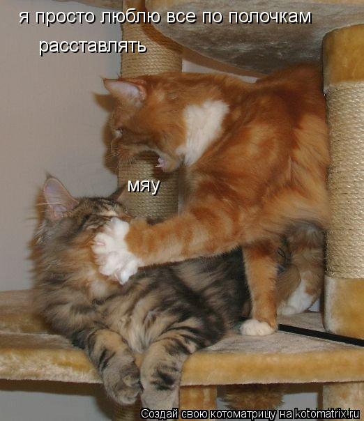 Котоматрица: я просто люблю все по полочкам  расставлять мяу