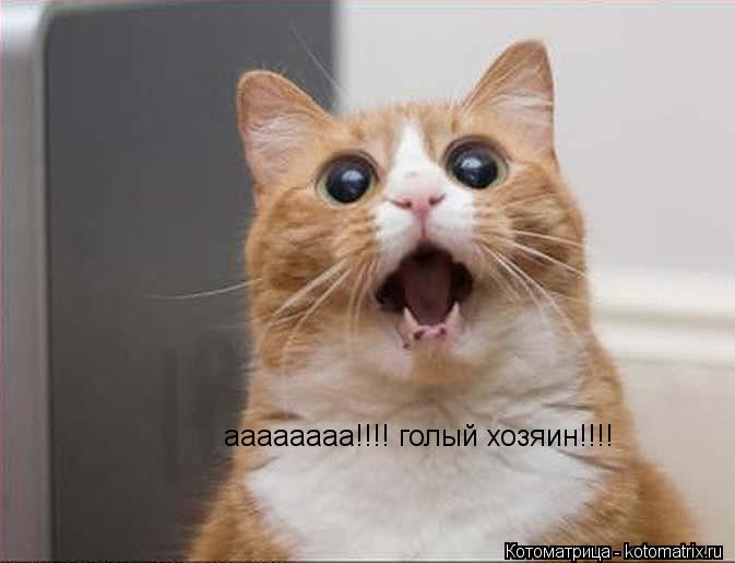 аааааааа!!!! голый хозяин!!!!... Котоматрица: аааааааа!!!! голый хозяин!!!!