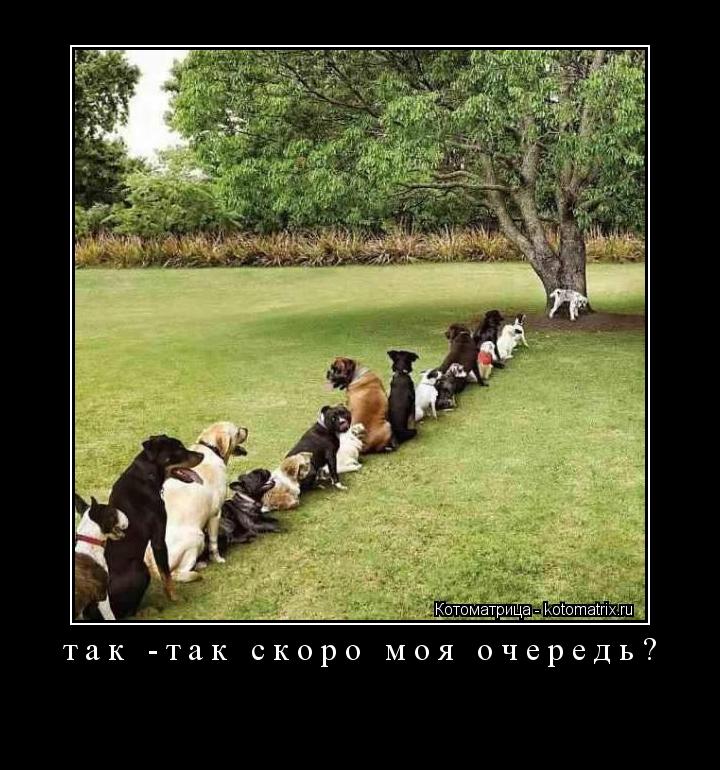 так -так скоро моя очередь? ... Котоматрица: так -так скоро моя очередь?