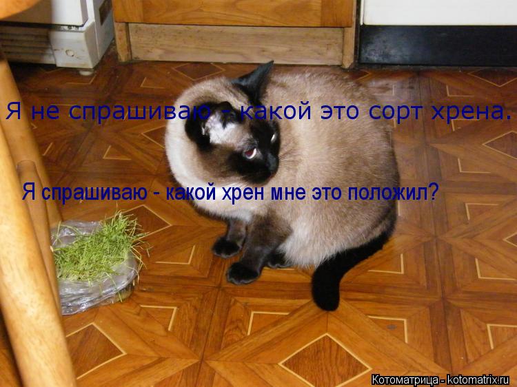 Я не спрашиваю - какой это сорт хрена. Я спрашиваю - какой хрен мне это положил?... Котоматрица: Я не спрашиваю - какой это сорт хрена. Я спрашиваю - какой хрен мне это положил?