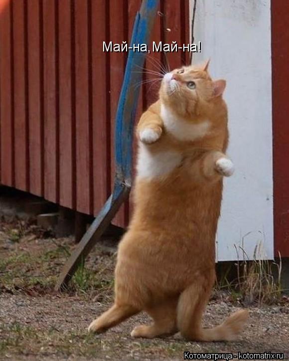 Май-на,Май-на!... Котоматрица: Май-на,Май-на!