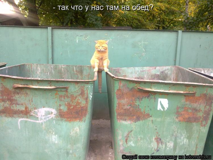 - так что у нас там на обед?... Котоматрица: - так что у нас там на обед?