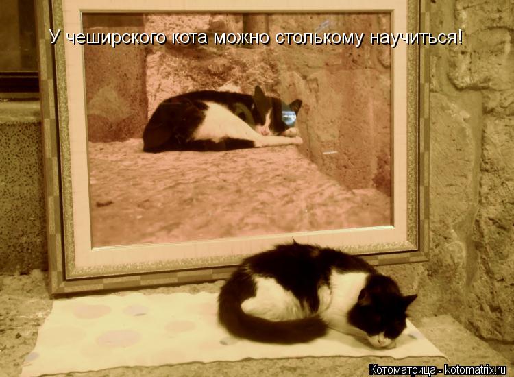 У чеширского кота можно столькому научиться!... Котоматрица: У чеширского кота можно столькому научиться!