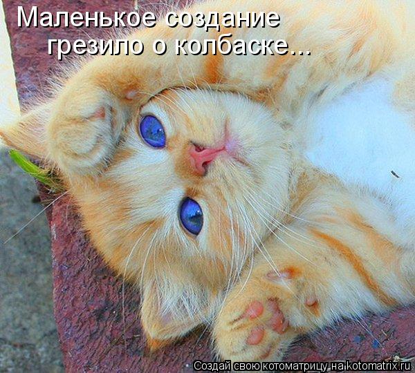 Маленькое создание грезило о колбаске...... Котоматрица: Маленькое создание грезило о колбаске...