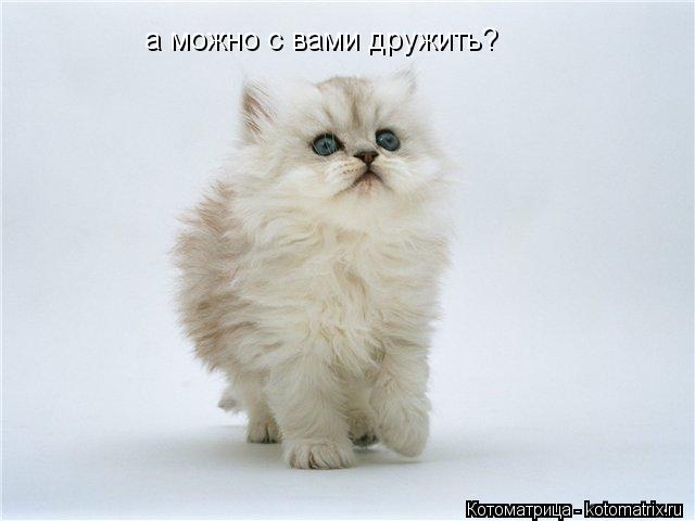 а можно с вами дружить?... Котоматрица: а можно с вами дружить?