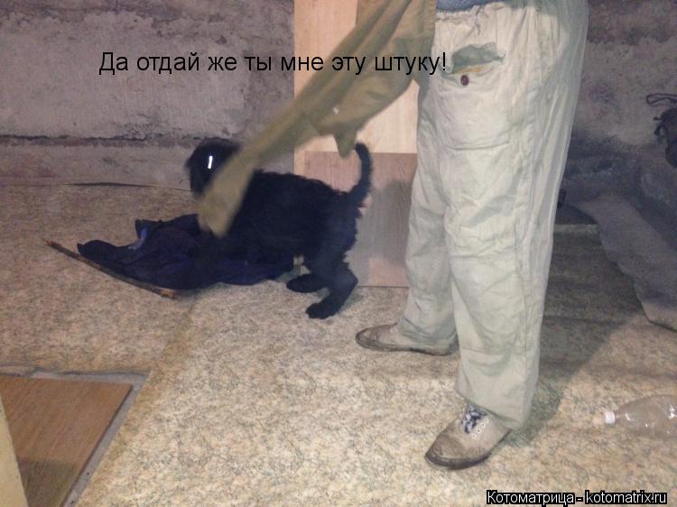 Да отдай же ты мне эту штуку!... Котоматрица: Да отдай же ты мне эту штуку!