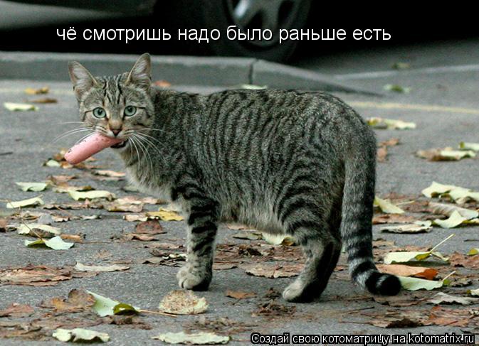 чё смотришь надо было раньше есть... Котоматрица: чё смотришь надо было раньше есть
